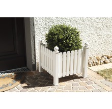Weißer Pflanzkasten aus Holz mit Buchsbaum vor dem Haus.