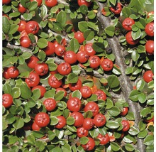 Zweig der Kriechmispel mit grünen Blättern und roten Beeren