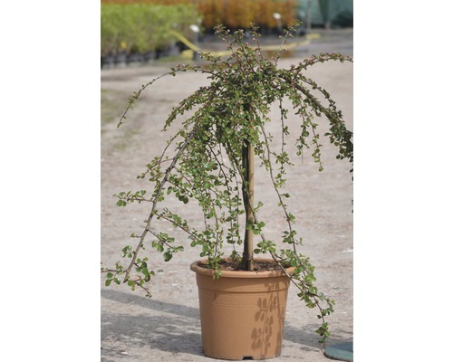 Zwergmispel als Hochstamm im Topf