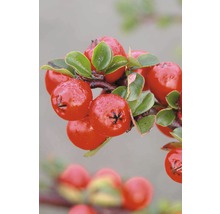 Zweig mit Zwergmispel-Beeren und Blättern