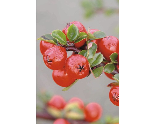 Zweig mit Zwergmispel-Beeren und Blättern