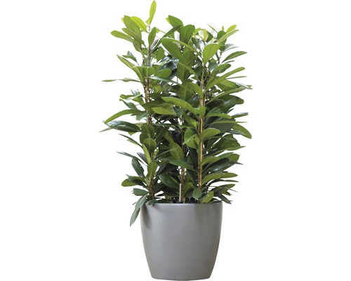 Lorbeerkirsche im Topf