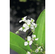 Pfeilkraut FloraSelf Sagittaria graminea H 10-50 cm Co 0,6 L