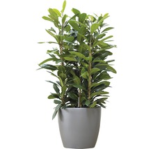 Lorbeerbaum im Topf als Zimmerpflanze