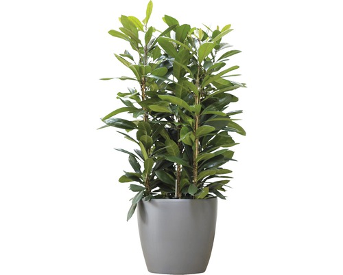 Lorbeerbaum im Topf als Zimmerpflanze