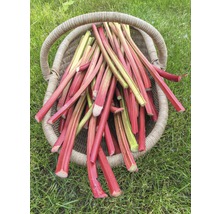 Korb gefüllt mit Rhabarberstangen auf einer Wiese