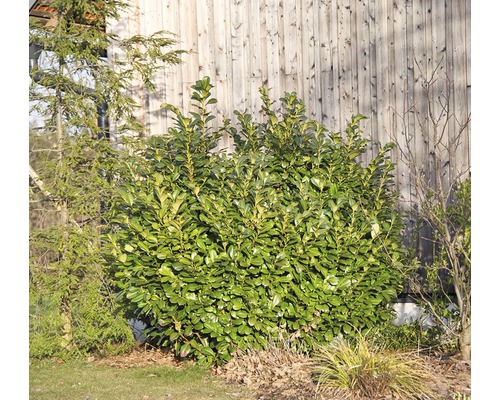 Heckenpflanze Kirschlorbeer 'Etna' 70/80 cm 10 L-Topf ab 10 Stück