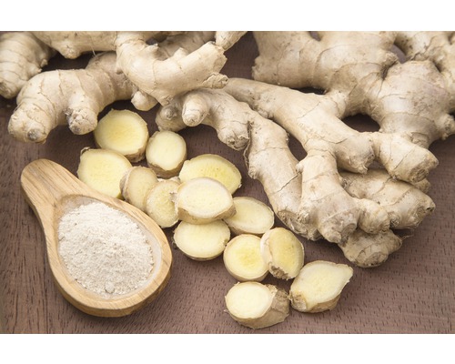 Ingwerwurzel mit Ingwerscheiben und Ingwerpulver