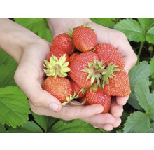 Hände halten Erdbeeren