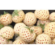 Rhizome Erdbeere 'Pineberry' rosa 2 Stk
