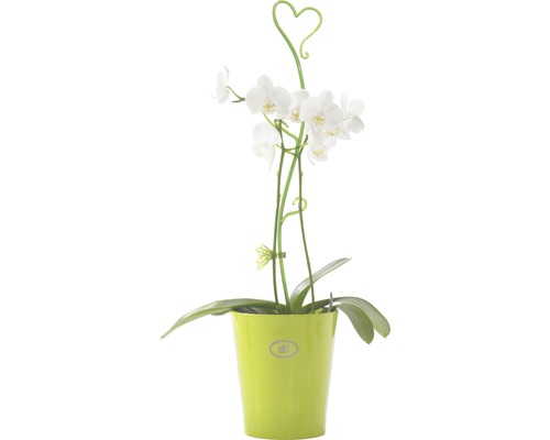 Orchidee im Topf mit Herzdeko