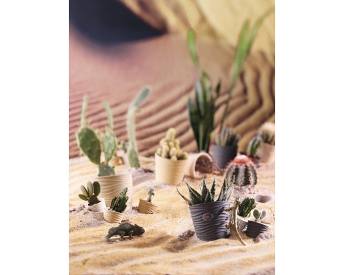 Verschiedene Kakteen und Sukkulenten in Töpfen in einer Wüstenszene.