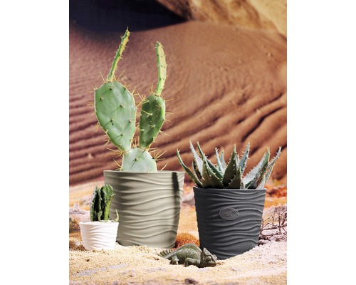 Dekorative Szene mit Kakteen und Sukkulenten in Töpfen mit Wellenmuster