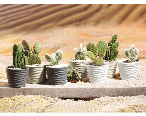 Verschiedene Kakteen in Töpfen mit gewelltem Design