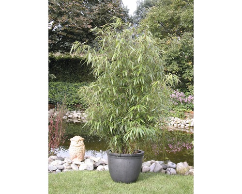 Aufrechter Gartenbambus FloraSelf Fargesia murielae 'Jumbo' H 50-60 Co 6 L Aufrechter Gartenbambus FloraSelf Fargesia murielae 'Jumbo' H 50-60 Co 6 L