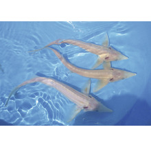 Drei Albino-Störe im Wasser