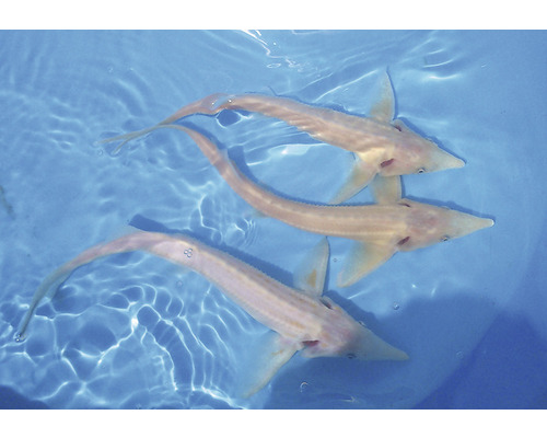 Drei Albino-Störe im Wasser