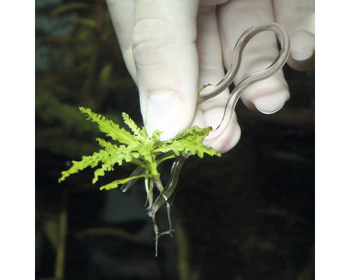 Aquariumpflanze mit Halterung