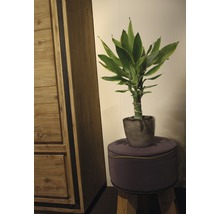 Glücksbambus im Topf auf einem Hocker neben einem Schrank