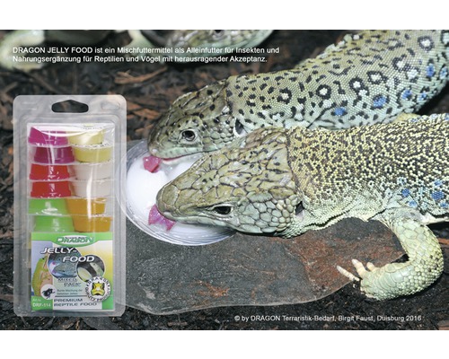 Dragon Jelly Food Mischpackung Reptilienfutter mit zwei Echsen beim Fressen