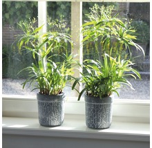 Zwei Zyperngras Pflanzen in Töpfen mit Buchstaben-Design auf einer Fensterbank.