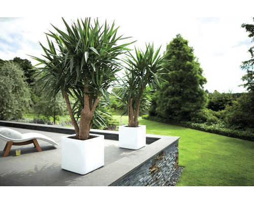 Zwei Palmlilien in weißen Pflanzkübeln im Garten