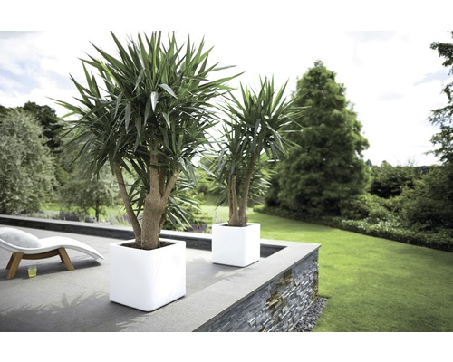 Zwei Yucca-Palmen in weißen Pflanzgefäßen im Freien.