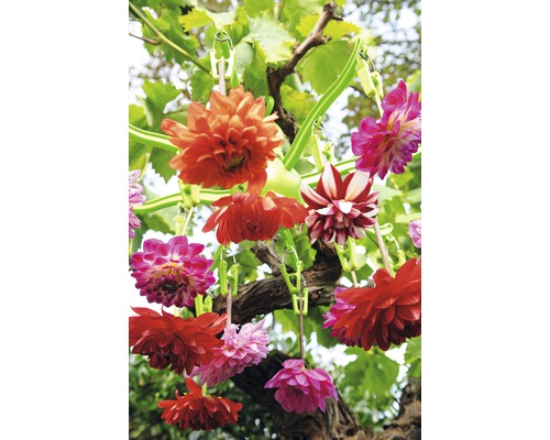 Dekorative Dahlienblüten hängen an einer Ranke befestigt