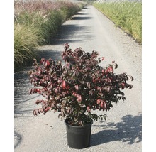 Brennender Busch im Topf für den Garten