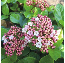 Nahaufnahme einer Viburnum-tinus-Pflanze mit Blüten