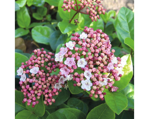 Mittelmeer Schneeball FloraSelf Viburnum tinus 'Lisarose' H 40-50 cm Co 5 L