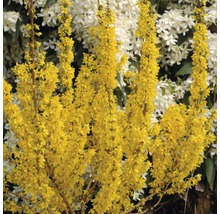 Goldglöckchen, Forsythie FloraSelf Forsythia intermedia 'Mikador' H 80-100 cm Co 10 L