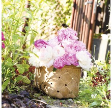 Korb mit rosa und weißen Pfingstrosen im Garten