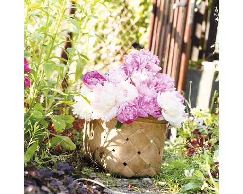 Korb mit rosa und weißen Pfingstrosen im Garten