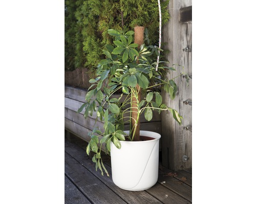 Zimmerpflanze Schefflera im Topf mit Rankhilfe