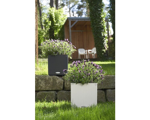 Zwei quadratische Pflanzgefäße aus Rattan mit Pflanzen auf einer Steinmauer im Garten.