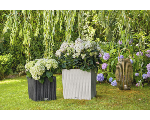 Zwei Pflanzkübel mit Hortensien und eine Dekoleuchte im Garten.