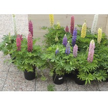 Lupinen in Töpfen mit verschiedenfarbigen Blüten