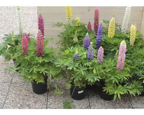Lupine FloraSelf Lupinus polyphyllus H 45-50 cm Co 3 L sortiert Lupinen in Töpfen mit verschiedenfarbigen Blüten