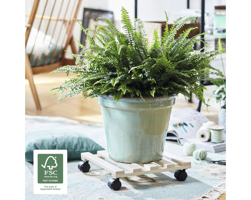 Zimmerpflanze Farn in einem Topf auf einem Pflanzenroller mit Rollen und FSC Siegel