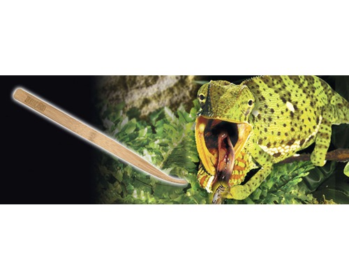 Futterpinzette für Reptilien und ein Chamäleon beim Fressen.