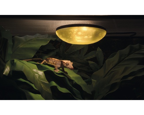 Terrarium mit Kronengecko unter einer Wärmelampe auf Pflanzen