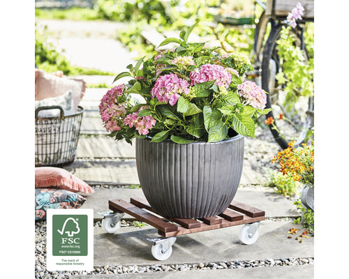 Hortensie im Topf auf Pflanzenroller mit Rollen im Außenbereich
