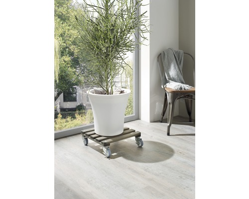 Zimmeransicht mit einer Pflanze in einem weißen Topf auf einem Pflanzenroller