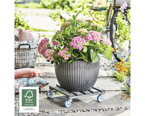Hortensie in einem Topf auf einem Pflanzenroller im Außenbereich