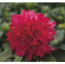 Großblumige Alpenrose rot FloraSelf Rhododendron Hybride Co 5 L Liebhaber-Sorten