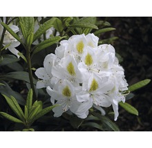 Blütenstand einer Rhododendron Pflanze mit weißen Blüten