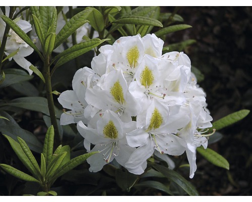 Großblumige Alpenrose weiß FloraSelf Rhododendron Hybride Co 5 L Liebhaber-Sorten Blütenstand einer Rhododendron Pflanze mit weißen Blüten