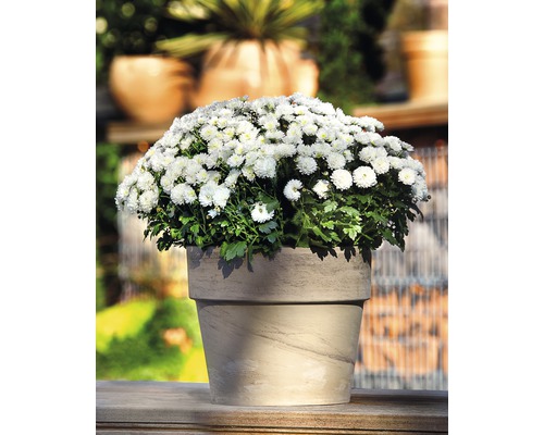 Topf mit weißen Chrysanthemen für den Außenbereich