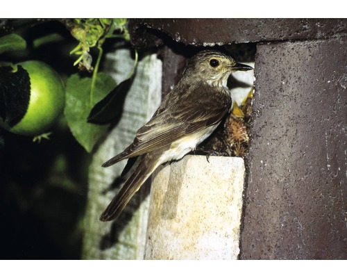 Ein Grauschnäpper füttert seine Jungen in einem Nistkasten.